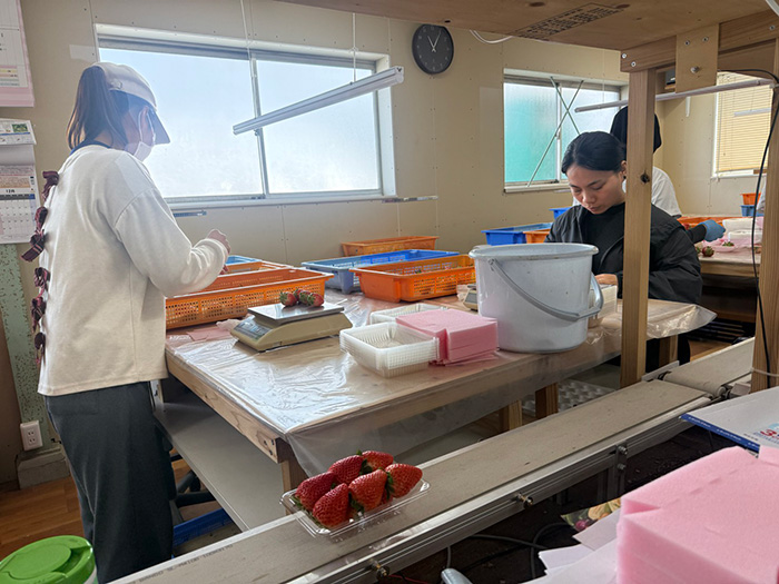 鈴木いちご農園のいちごハウス
